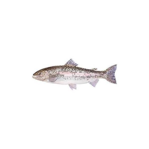 Pastrmka kalifornijska 1kg