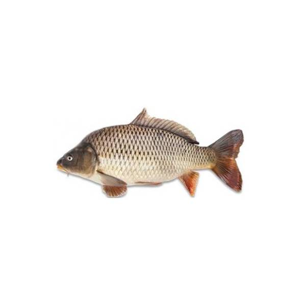 Šaran 1kg