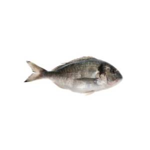 Orada 1kg