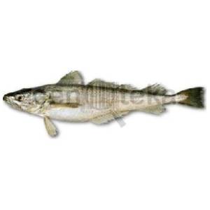 Oslić 1kg