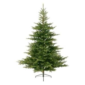 Novogodišnja jelka Grandis fir 180cm Everlands