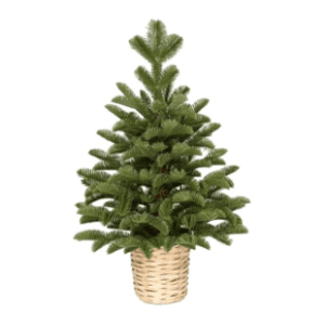 Novogodišnja jelka u saksiji  90cm