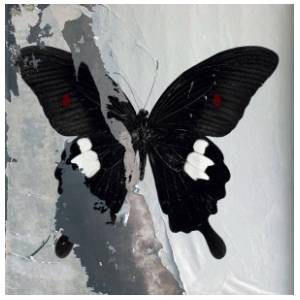 Death Cult - Paradise Now